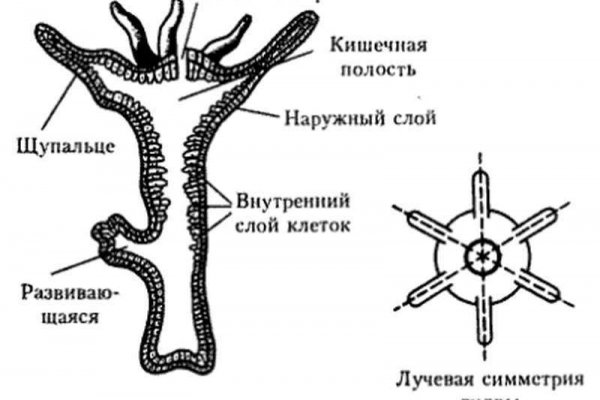 Что продают в кракен маркете