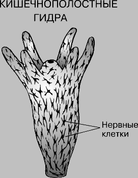 Кракен наркоторговля